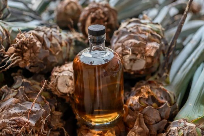 Agave and mezcal in Oaxaca