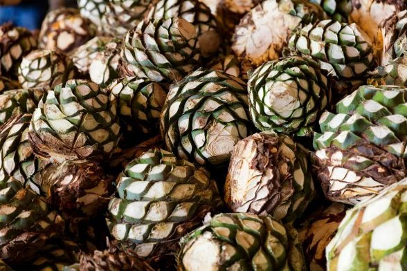 Agave hearts prepared for mezcal production